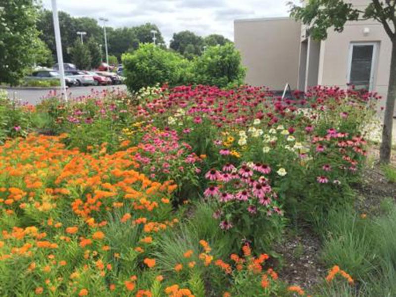 Colorful flower garden beside a building and parking lot.