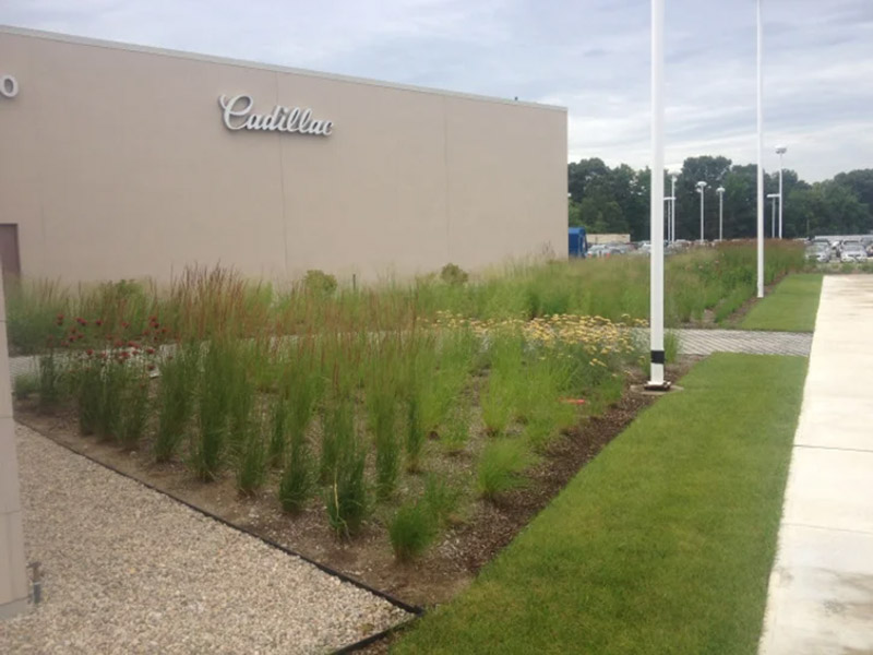 Landscape plants and grass along the side of a building.