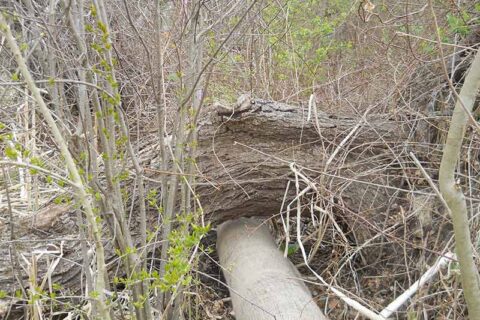 Fallen tree resting over a large pipe surrounded by dense brush and branches.