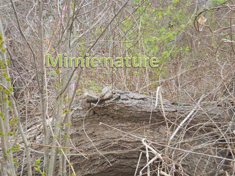 Dense brush and fallen log with the words “Mimic nature” over the scene.