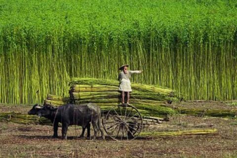 Person standing on a cart loaded with tall harvested plants beside two oxen in a field.