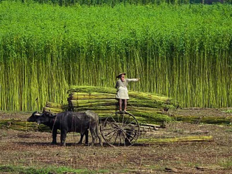 Person standing on a cart loaded with tall harvested plants beside two oxen in a field.