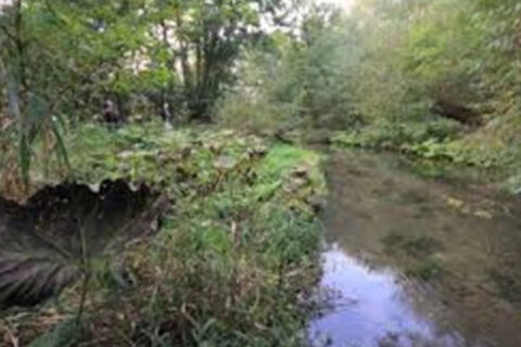 Vegetation along the edge of a calm stream surrounded by dense green foliage.
