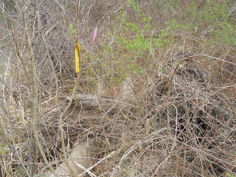 Dense tangle of dry branches and vines with a few colored ribbons tied to them.