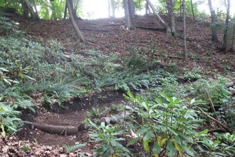 Wooded hillside with ferns, leafy ground cover, and scattered fallen branches.