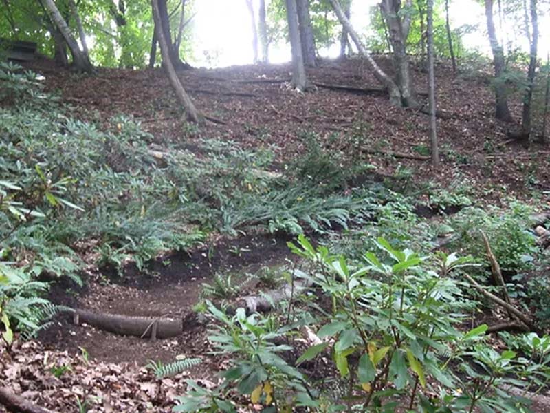 Wooded hillside with ferns, leafy ground cover, and scattered fallen branches.