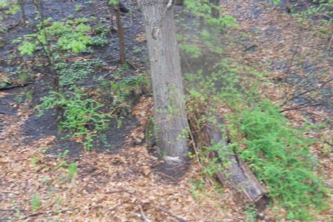 Forest floor with a tree trunk, fallen leaves, and patches of green plants on a slope.