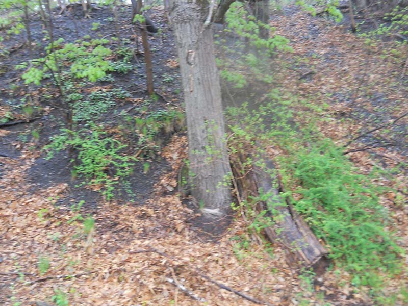 Forest floor with a tree trunk, fallen leaves, and patches of green plants on a slope.